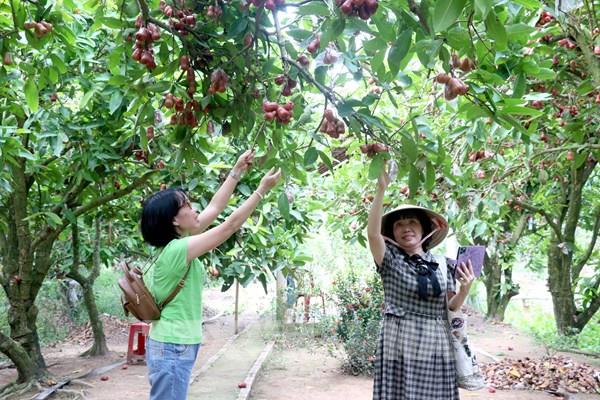 Làm gì để mô hình du lịch nông nghiệp hút khách?