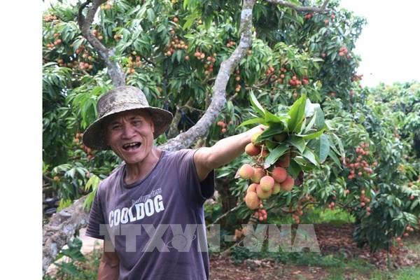 Mở rộng thị trường xuất khẩu trái cây 