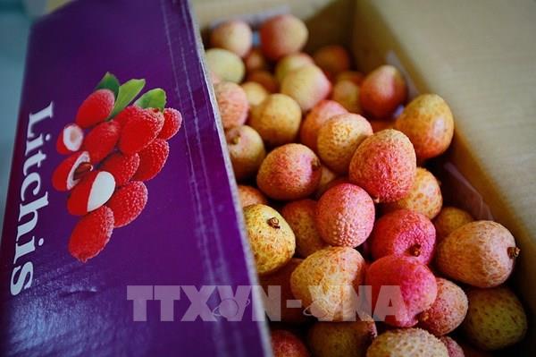 Quả vải và nhãn tươi Việt Nam có cơ hội thâm nhập vào thị trường Singapore