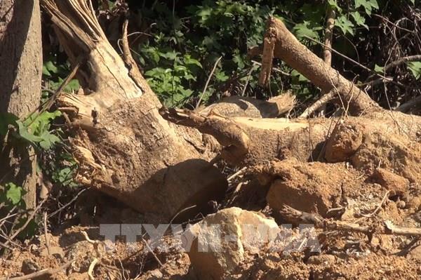 Phó Thủ tướng yêu cầu Quảng Ngãi làm rõ thông tin phá rừng tự nhiên ở Đức Phổ