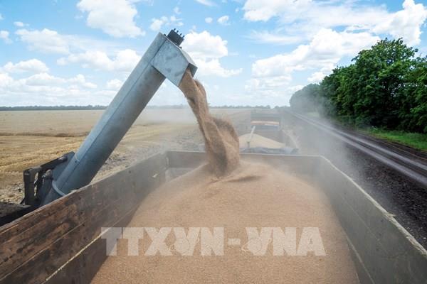 Mỹ đàm phán thiết lập tuyến đường xuất khẩu ngũ cốc Ukraine