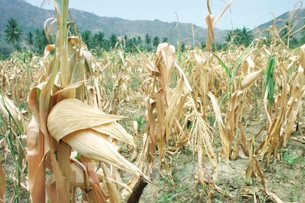 Sản lượng nông nghiệp Đông Nam Á chịu sức ép lớn từ El Nino