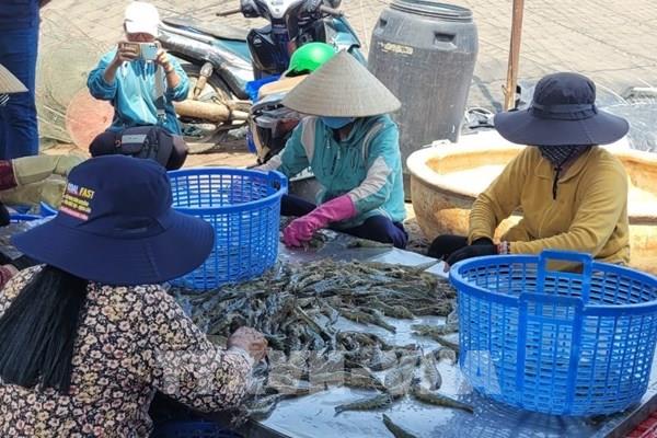 Bà Rịa-Vũng Tàu giá tôm giảm mạnh, sức tiêu thụ chậm
