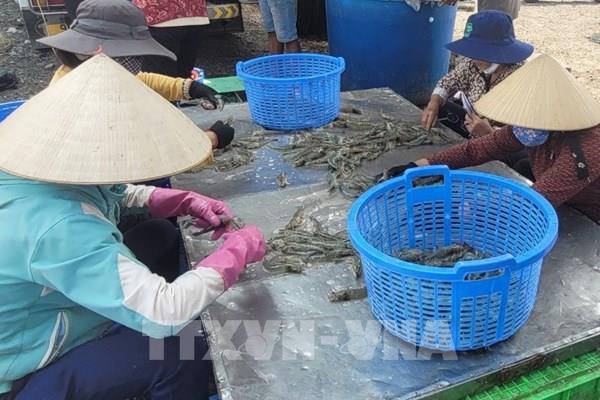 Kiên Giang ngăn ngừa hành vi đưa tạp chất vào tôm
