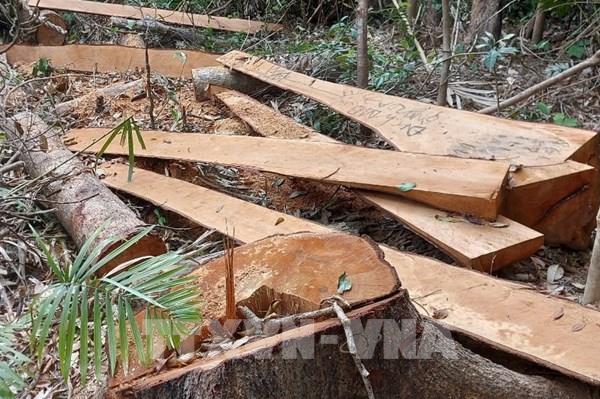 Gia Lai: Điều tra vụ 52 cây gỗ rừng tự nhiên bị cưa hạ trái phép