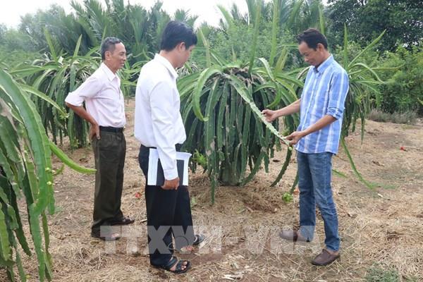 Phát triển cây ăn trái thành ngành hàng chiến lược