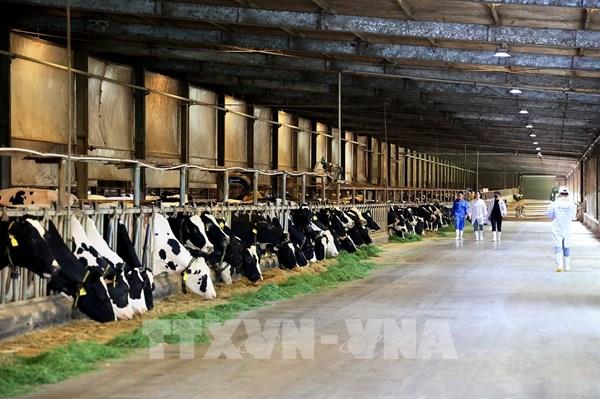 Bên trong trang trại bò sữa độc lập lớn nhất Việt Nam