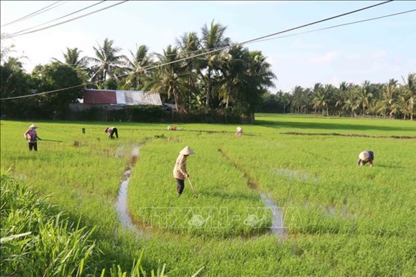Hàn Quốc khởi động sáng kiến "K-rice Belt" với 8 nước châu Phi
