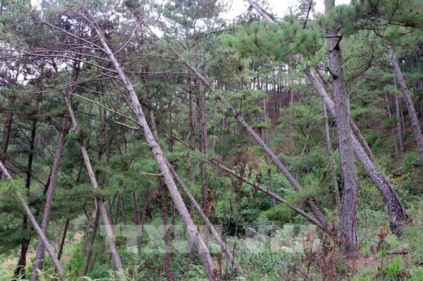 Tỉnh Lâm Đồng chỉ đạo khẩn trương xử lý vụ gần trăm cây thông già bị đầu độc