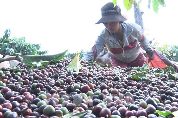 Xuất khẩu cà phê Việt Nam sang Algeria tăng mạnh cả về lượng và giá trị