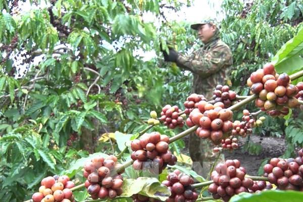 Xuất khẩu cà phê sẽ chậm lại do nguồn cung không dồi dào