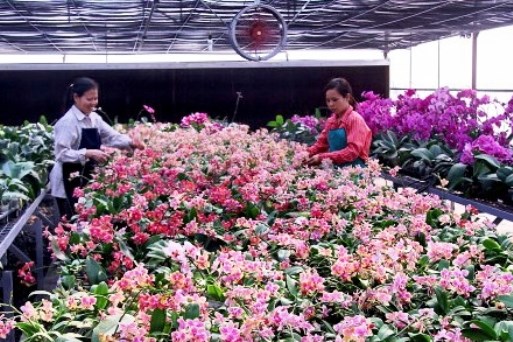 Ứng dụng công nghệ cao sản xuất hoa lan cho thu nhập hàng chục tỷ đồng