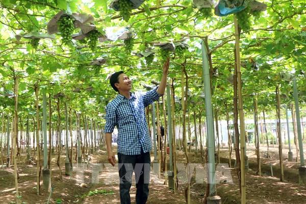 Ninh Thuận phát triển các mô hình liên kết theo chuỗi giá trị