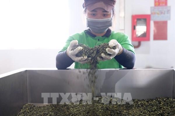 Thực hư thông tin sử dụng hóa chất nhuộm chè tại Lâm Đồng