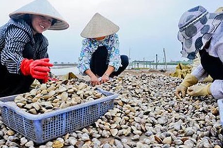 Gặp khó về đầu ra, giá ngao tại Trà Vinh giảm sâu 