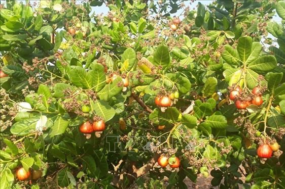 Campuchia muốn trở thành nhà sản xuất điều hàng đầu khu vực