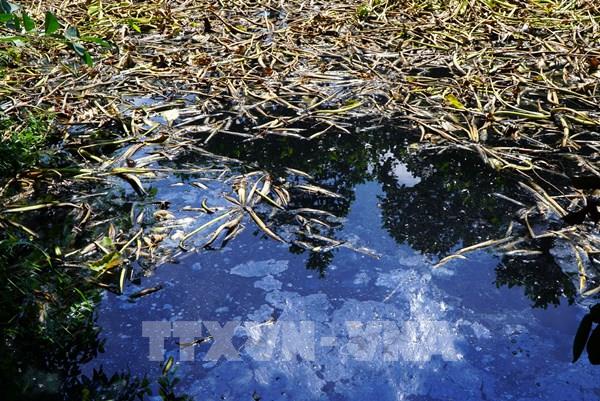 Người dân khốn đốn vì rạch Ông Ấu (Đồng Tháp) ô nhiễm nghiêm trọng