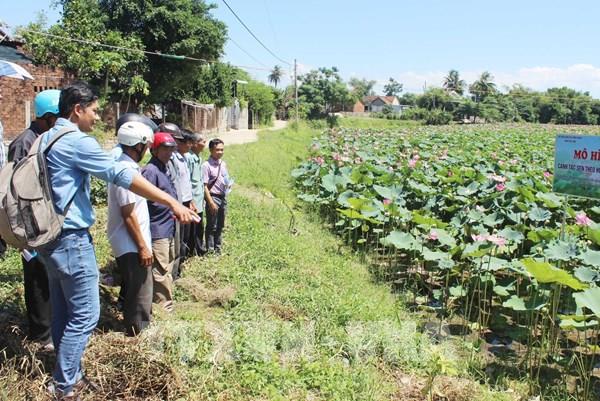 Phú Yên phát triển và nâng cao giá trị sản phẩm từ cây sen