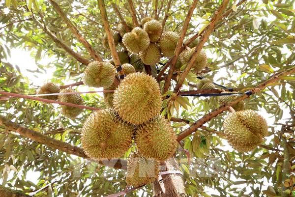 Đồng Nai tăng năng lực cho doanh nghiệp tham gia mạng phân phối nước ngoài