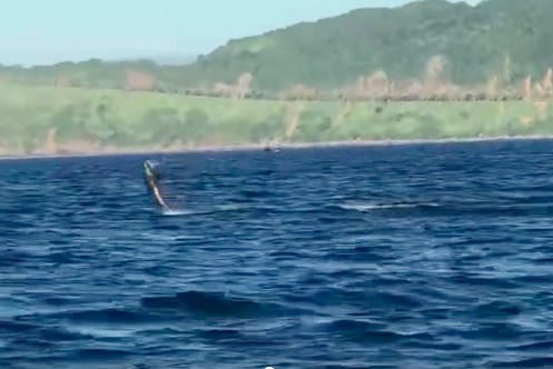 Người dân thích thú khi xem video đàn cá heo xuất hiện gần bán đảo Sơn Trà