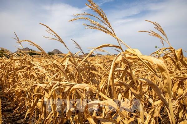 Chính sách thuế của Mỹ: Mỹ Latinh tìm cách đa dạng hóa thị trường xuất khẩu cho nông sản