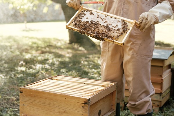 Tây Australia có thể thiếu nguồn cung mật ong