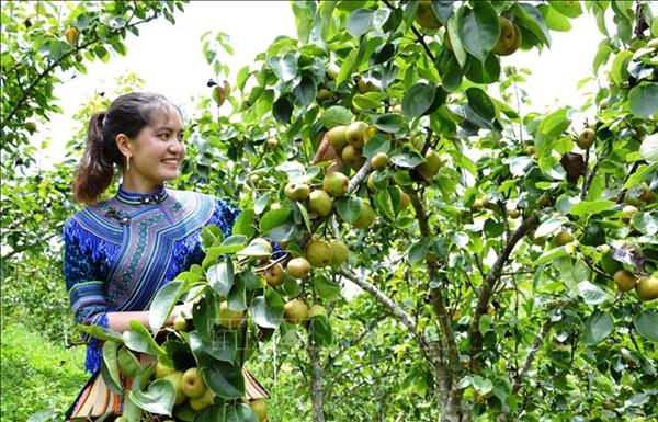 Ngành nông nghiệp Lào Cai: Thực hiện đồng bộ các giải pháp để về đích 2023