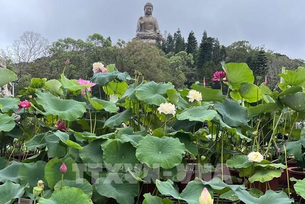 Thưởng ngoạn hoa sen tại Hong Kong (Trung Quốc)
