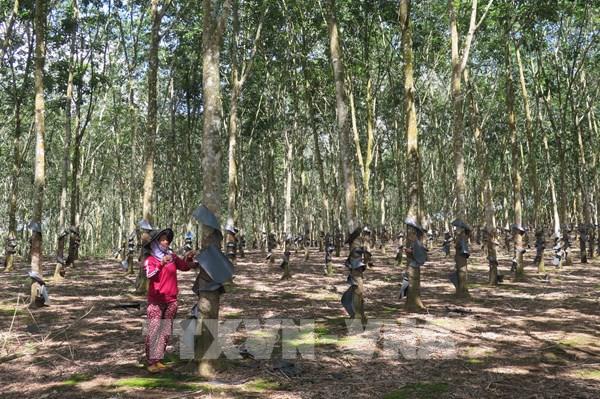 Từng bước cải thiện đời sống của hộ nghèo vùng đồng bào dân tộc thiểu số