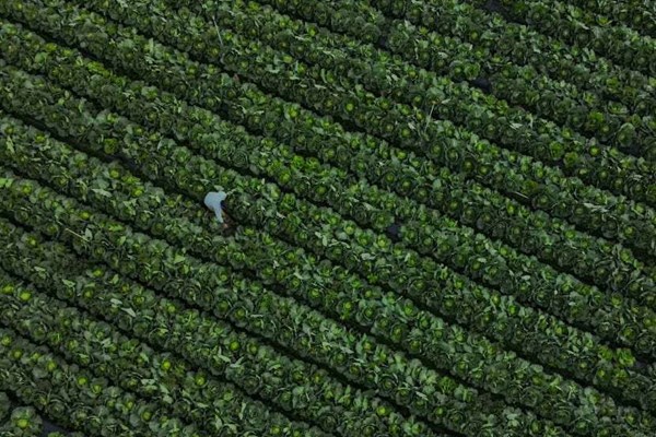 Canh tác bền vững - chìa khóa cho ngành nông nghiệp Malaysia