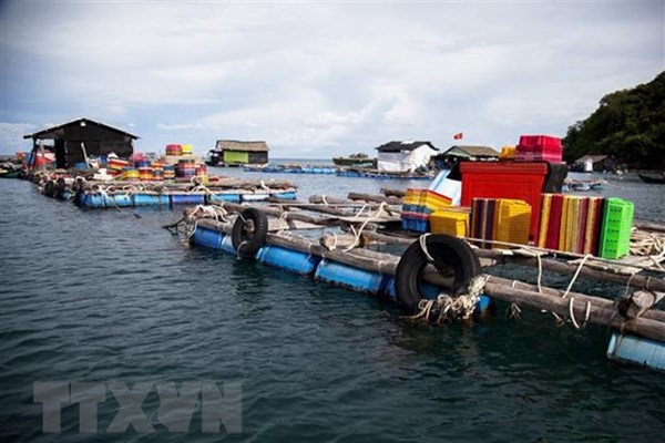 Nuôi cá lồng bè mang lại hiệu quả kinh tế cao cho nông dân ven biển