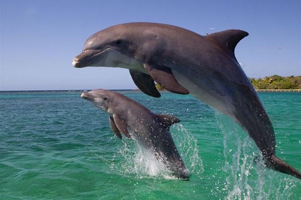 Cá heo cũng dùng "baby talk" để định vị