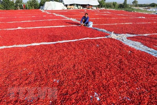 Lưu ý doanh nghiệp các quy định khi xuất khẩu ớt vào Đài Loan (Trung Quốc)