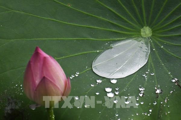 Chiêm ngưỡng hoa sen nở rộ tại Trung Quốc