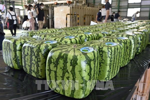 Nhật Bản bắt đầu xuất lô dưa hấu vuông đầu tiên trong năm