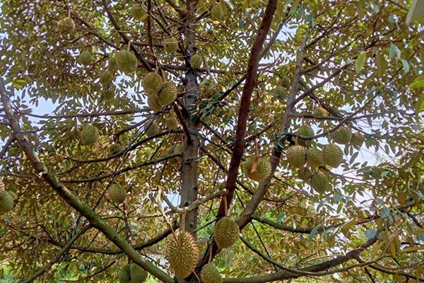 Thành công mô hình thâm canh sầu riêng an toàn sinh học