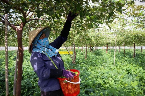 Người trồng táo Ninh Thuận trúng lớn vì giá cao