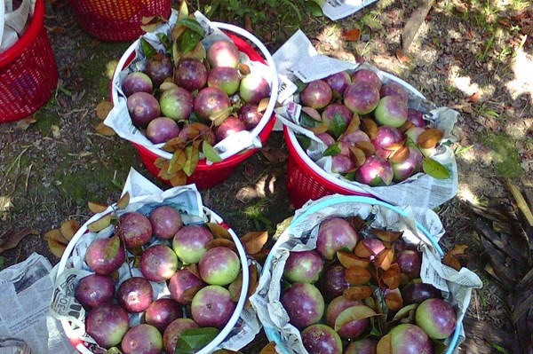 Tiền Giang phát triển cây ăn trái thành ngành hàng chiến lược