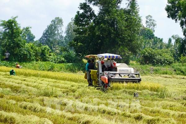 Thị trường nông sản: Giá lúa, gạo đều tăng