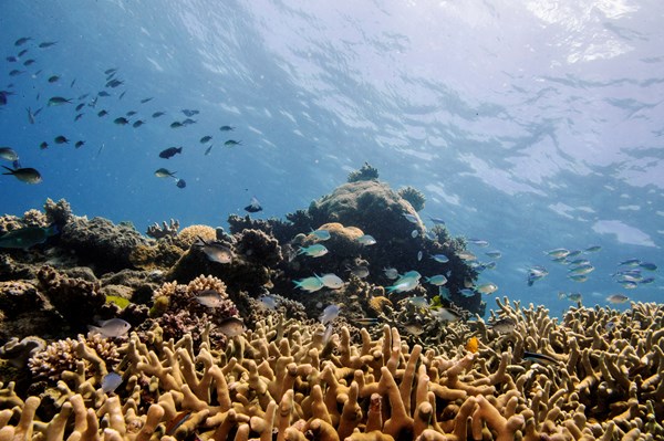 Giới chuyên gia cảnh báo El Nino đe dọa rạn san hô Great Barrier tại Australia