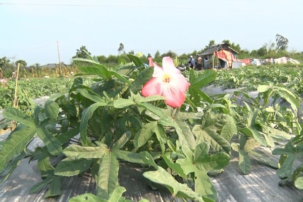 Hiệu quả mô hình trồng thử nghiệm sâm Bố Chính