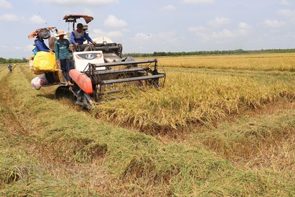 Thị trường nông sản: Giá gạo xuất khẩu tăng cao nhất kể từ năm 2011