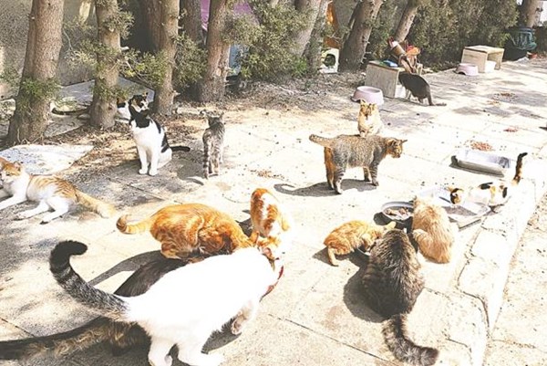 "Đảo quốc mèo" Cyprus đối mặt nguy cơ mèo chết tràn lan do nhiễm virus