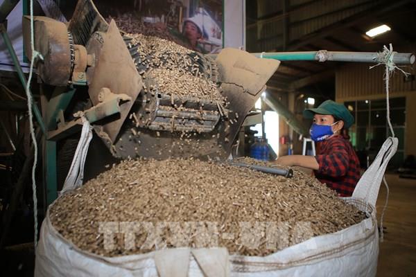  Hàn Quốc và Nhật Bản là hai thị trường chính của viên nén gỗ Việt