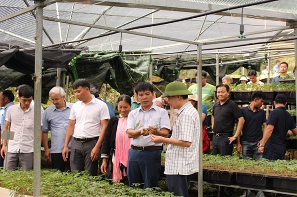 Giải pháp phát triển dược liệu theo chuỗi giá trị gắn với du lịch sinh thái