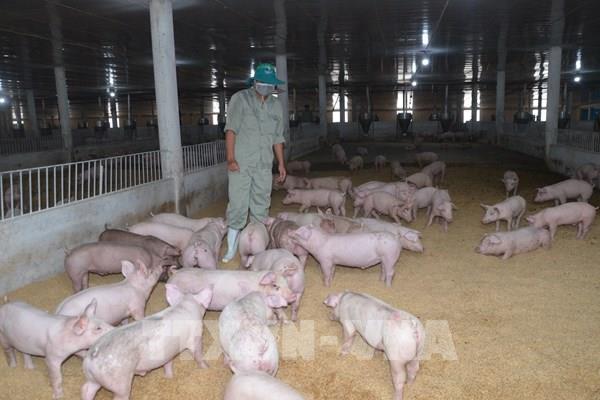 發展無病動物出口生產區和設施