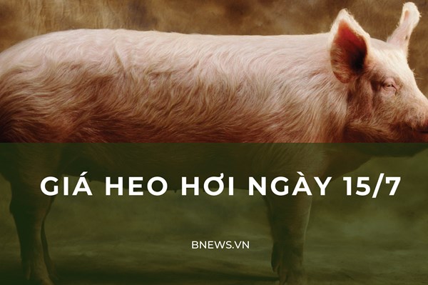 Giá heo hơi ngày 15/7: Ba miền ít biến động?