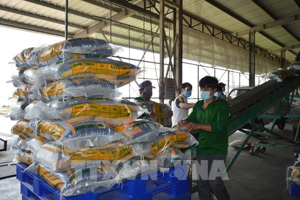 Bộ Công Thương khuyến cáo doanh nghiệp xuất khẩu gạo sang Ấn Độ