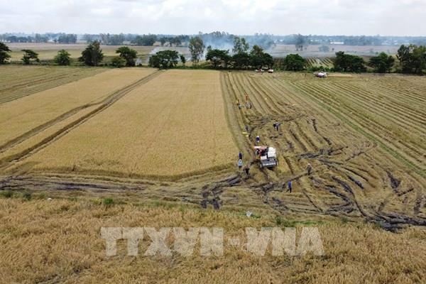 Thị trường nông sản: Giá gạo xuất khẩu ở mức đỉnh của 15 năm
