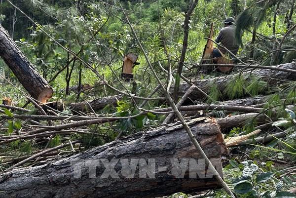 Lâm Đồng: Điều tra vụ gần 150 cây thông hàng chục năm tuổi bị cưa hạ trái phép